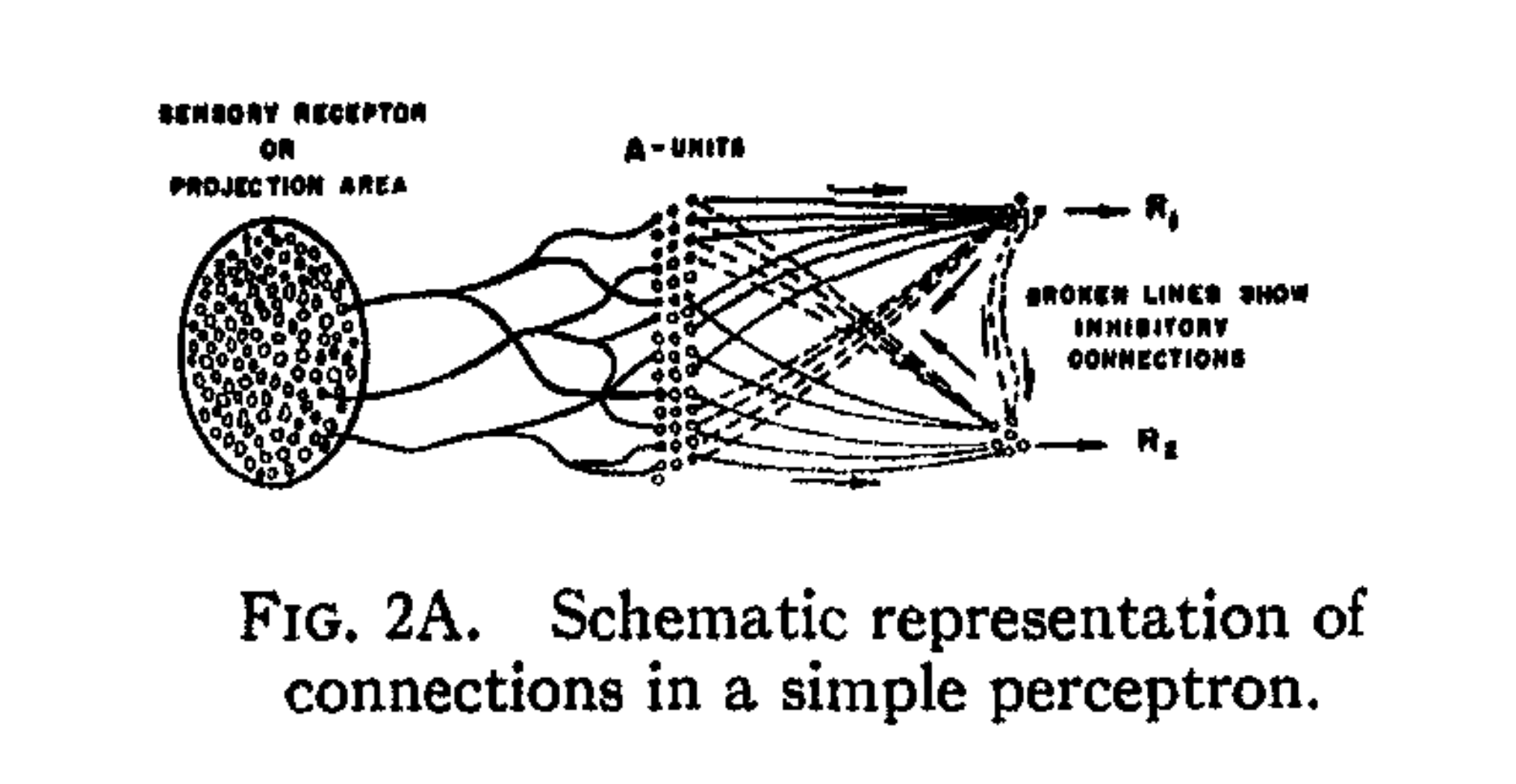 a diagram of the first perceptron