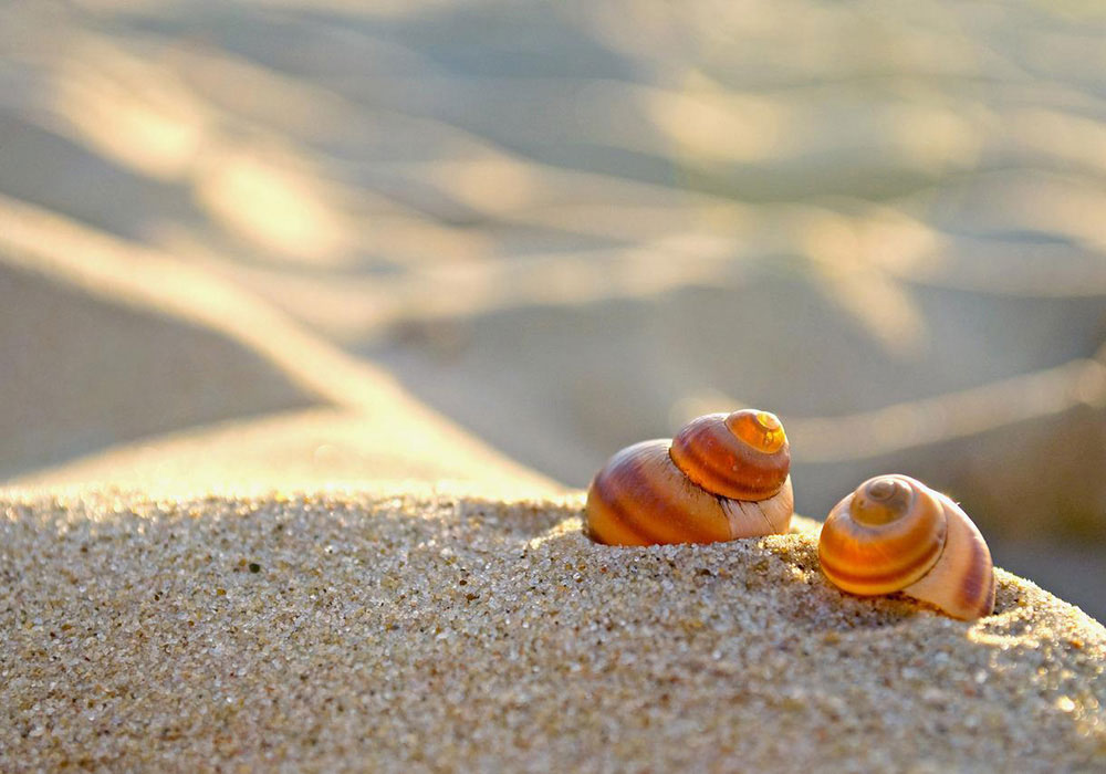 Closeup photo of seashells on a beach