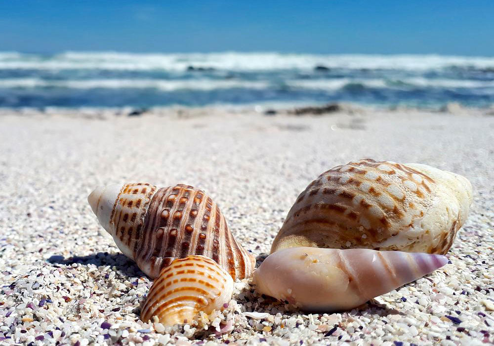 Closeup photo of seashells on a beach