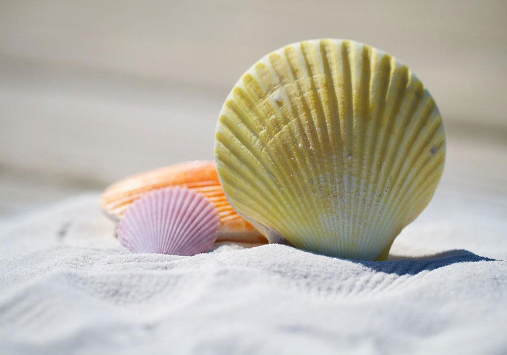 Closeup photo of seashells on a beach