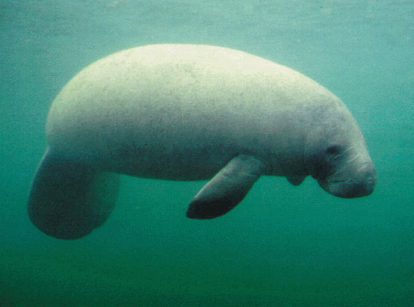 Photo of a manatee swimming